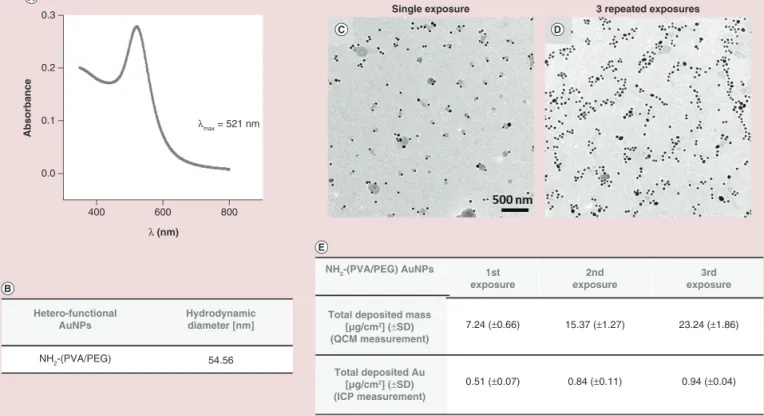 Figure 2. Characterization of aerosolized Au nanoparticles. (A) UV-visible spectra of the aerosolized ATTO590 NH 2 -(polyvinyl alcohol / PEG)AuNPs using air–liquid interface cell exposure system system
