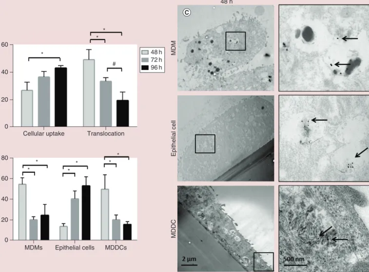 Figure 3. Interaction of Au nanoparticles with the co-culture model of the human lung epithelial tissue barrier following short-term repeated aerosol exposure