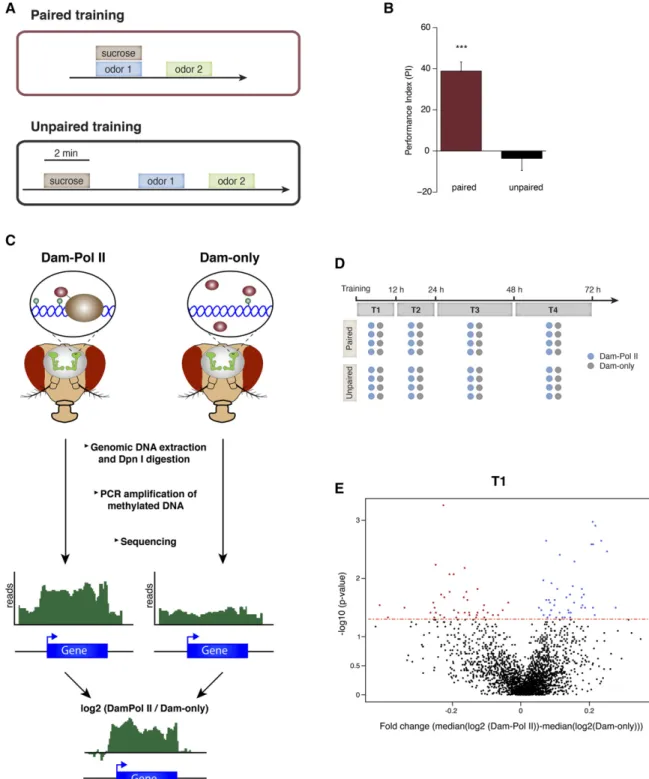 Figure 1 Monitoring gene expression changes after memory formation. (A) Illustration showing the two learning paradigms used