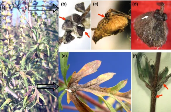 Figure 1.  Symptoms of Cryptophyllachora eurasiatica infections of common ragweed (Ambrosia artemisiifolia)  in the field