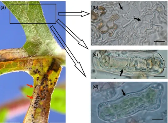 Figure 2.  Inter- and intracellular hyphae of Cryptophyllachora eurasiatica in a common ragweed (Ambrosia  artemisiifolia) leaf bearing mature perithecia