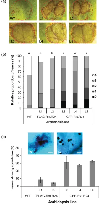 Figure 3. Co-immunoprecipitation (Co-IP) experiments demonstrating inter- inter-action between RxLR24 and different RABA GTPases.