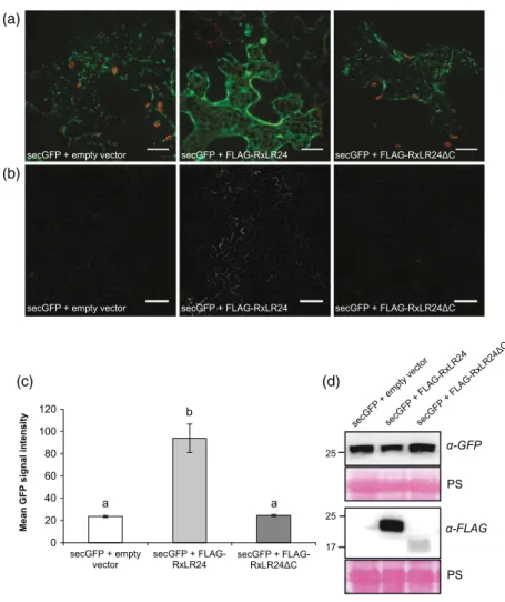 Figure 5. Effect of RxLR24 on the secretion of pH-sensitive GFP (phGFP).