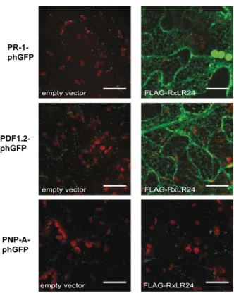 Figure 6. Effect of RxLR24 on secretion of host defence proteins.