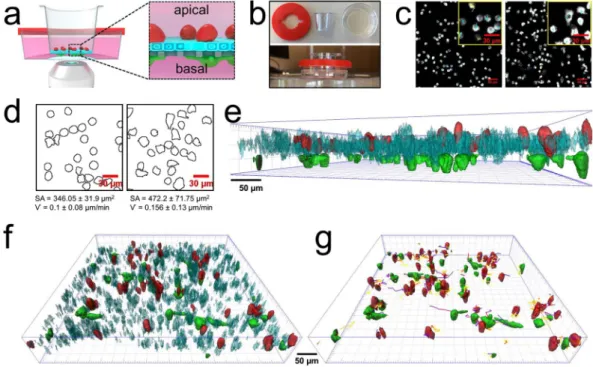 Fig. 1a) and the cell type specific response within this model has been determined previously via multicolor flow  cytometry 11 