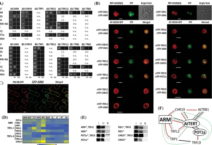 Fig. 1   Protein–protein interactions and subcellular localization of  the ARM protein
