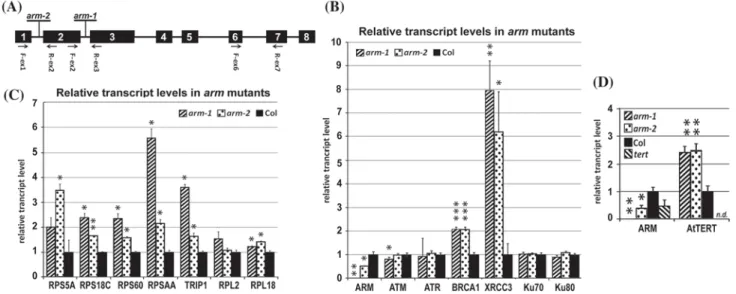 Fig. 3   Analyses of gene expression in mutant plants. a Position of  the T-DNA insertions within the ARM gene and primer sites used  for genotyping and RT-qPCR are shown