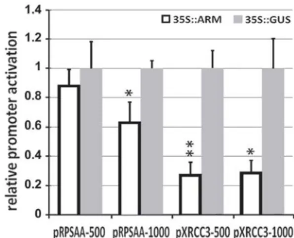 Fig. 4   ARM overexpression eﬀects on XRCC3 and RPSAA promoter  activation. Luciferase reporter assay shows that expression of the  35S::ARM (“eﬀector”) construct decreases expression of RPSAA and  XRCC3 promoter (“reporter”) constructs