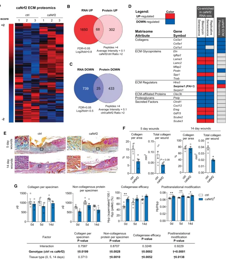 Figure 6. Nrf2 Controls ECM Protein Expression and Secretion in Fibroblasts