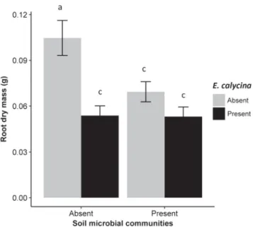 Fig. 3. The effects of soil microbial communities and E. calycina on the shoot dry mass of P