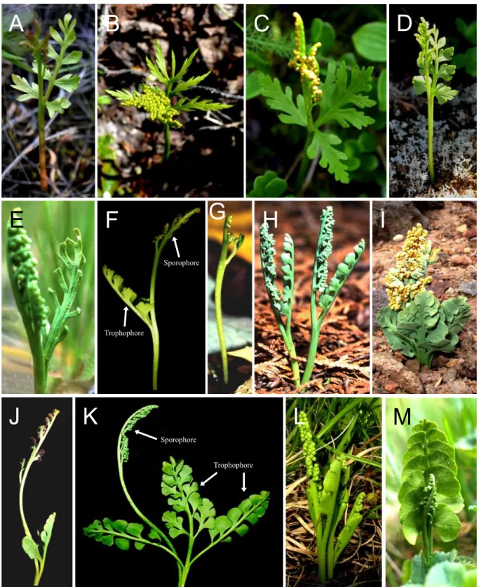 Fig. 1. A–M. Morphological diversity in Botrychium. A. B. alaskense var. alaskense (photo by B