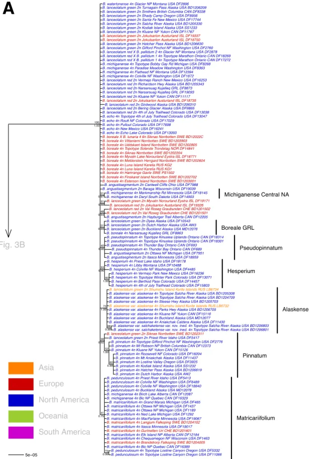 Fig. 3. A–C. Bayesian tree depicting the maternal relationships among species of the LAN (A),  SIC (B) and LUN (C) clade based on the four cpDNA loci