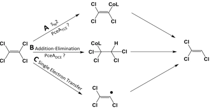 Figure 1. Proposed mechanisms for reductive dechlorination of PCE. See text for details