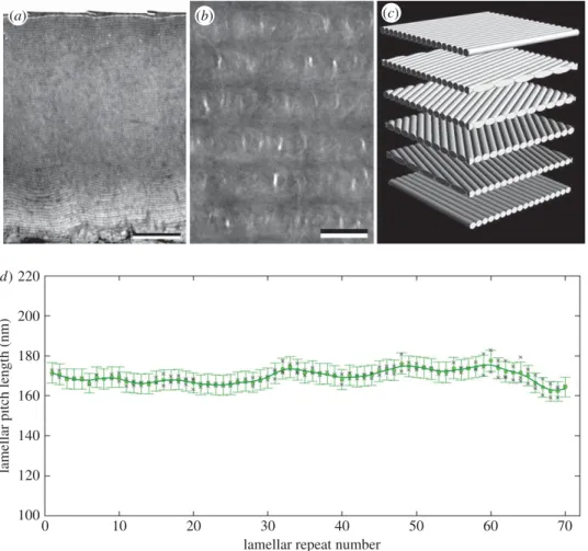 Figure 4. (a) TEM cross-section showing the full extent of the photonic ultrastructure within the specimen’s dorsal pygidial cuticle