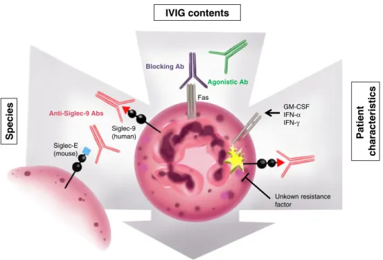 Fig. 1 Schematic representation of proposed factors influencing IVIG-mediated cell death of a neutrophilic granulocyte as a target cell