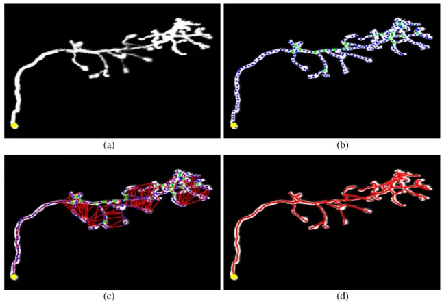 Fig. 2 The tree construction process. a Maximum intensity pro- pro-jection of an image stack representing olfactory propro-jection fibers.