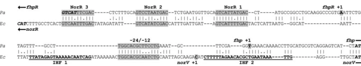 Fig. 6 Alignment of P. aeruginosa fhp–fhpR (top) and E. coli norV- norV-norR  (bottom) intergenic regions