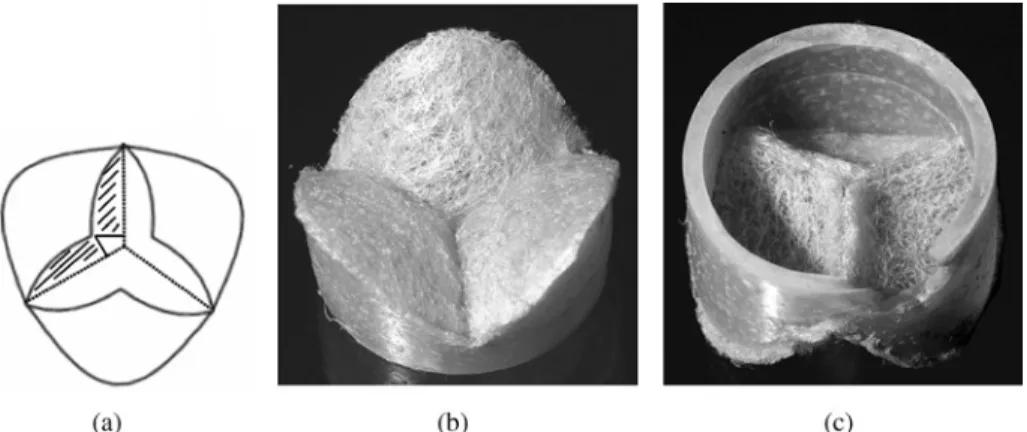 FIGURE 1. Two-dimensional valve leaflet geometry (a) and photographs of the stented valve scaffold, bottomview (b) and topview (c).