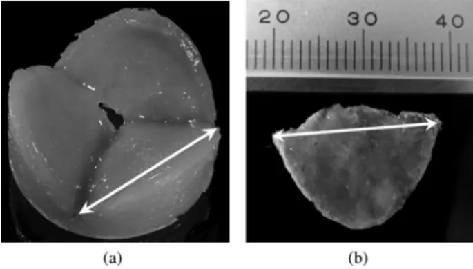 FIGURE 3. The circumferential size of the fully flattened leaflets in the stent after culturing (a) was 20 mm