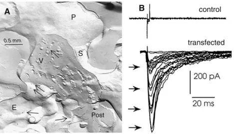 Figure 1 A Nerve-eletroplaque synapse in the Torpedo electric organ, cryofixed during transmitter release