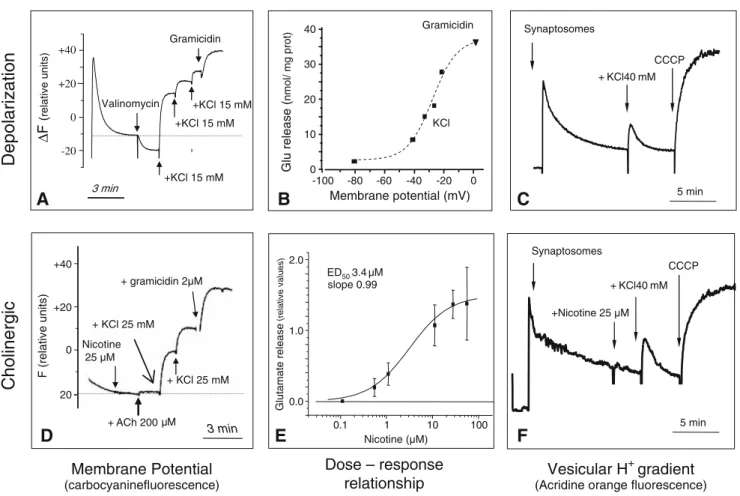 Figure 3 Comparison between mechanisms of depolarization- depolarization-induced (upper row) and nicotine-depolarization-induced (lower row) glutamate release from mossy fiber synaptosomes (MFS)