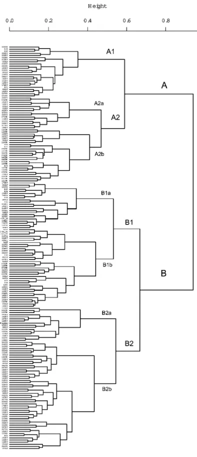 Fig. 2 Grouping of the landrace accessions and Magister on the basis of modified Rogers distance applied to Wards hierarchical descendant analysis