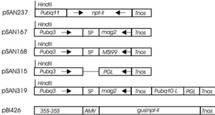 Fig. 1 Schematic representation of the gene constructs used for bombardment. Diagrams of the cassettes are not to scale