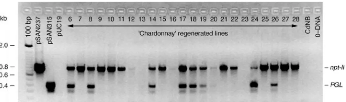 Fig. 3 Southern blot hybridization of 12 transgenic ‘Chardonnay’