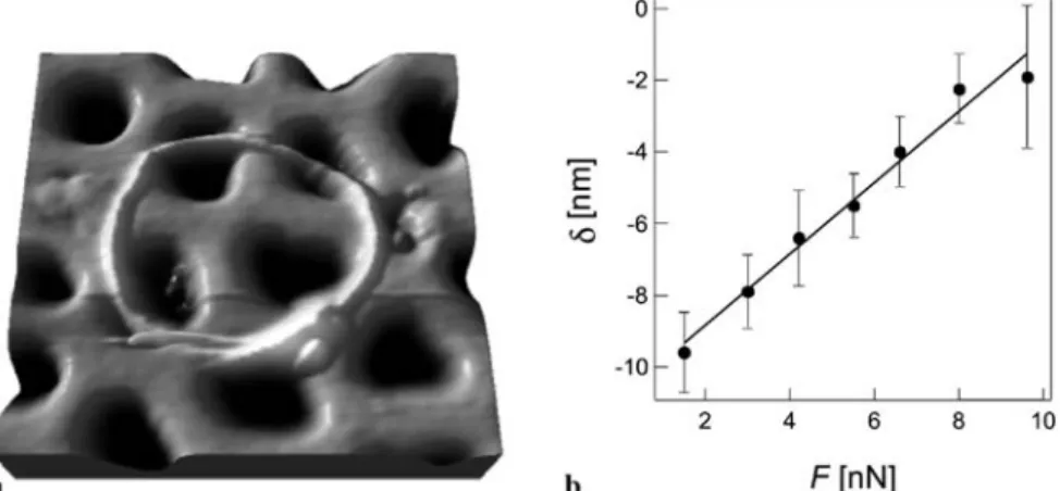 FIGURE 3 (a) Three-dimensional rendering of an AFM image showing MWCNT ring structure (batch I) deposited on the alumina membrane after solvent evaporation (image area ∼ 1 µ m 2 )