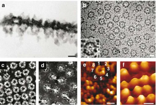 Fig. 2 Imaging the nuclear pore complex (NPC) by various microscopy techniques. a Thin-section of embedded nuclear  enve-lope (NE) imaged by transmission electron microscopy (TEM)
