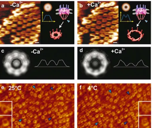 Fig. 4 Imaging native nuclear pore complexes (NPCs) kept func- func-tional in near-physiological buffer by scanning force microscopy (SFM)