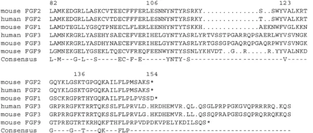 Figure 7. Protein sequence of the C terminus of the FGF family. Alignment of the C-terminal amino acids of mouse and human FGF2, FGF1, FGF3 and FGF9 (mouse only) reveals only very few highly conserved amino acids