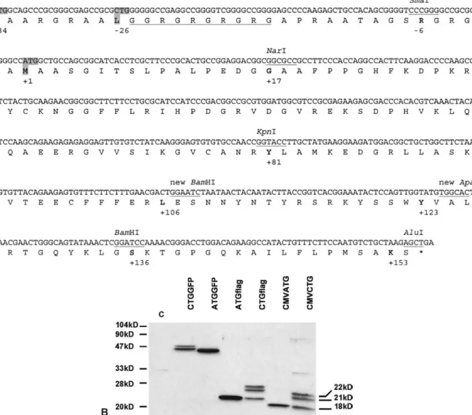 Figure 1. Mouse FGF2 contains two CTG translation initiation codons. (A) DNA sequence and deduced protein sequence of mouse FGF2, illustrating the two CTGs and the ATG (+1) (grey background)