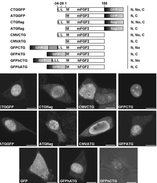 fig. 4) resulted in a similar localization pattern, but with a higher variability. In most of the cells (8 out of 10,  con-struct GFPATGB), staining was perinuclear (fig