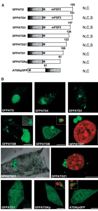 Figure 3. Influence of N-terminal sequences on subcellular local- local-ization of HMW FGF2