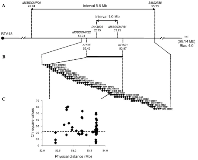 Fig. 1 Genetic mapping of the BDCMP locus. a Initial interval defined to 6.7 Mb between MS markers MSBDCMP06 and BMS2785 based on Btau 3.1 corresponds to a physical distance of 5.6 Mb on Btau 4.0