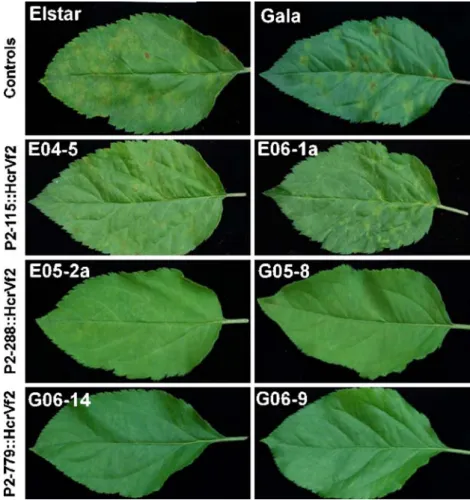 Fig. 4 Representative symp- symp-toms observed on transgenic lines harboring HcrVf2 with different promoter lengths and controls ‘Gala’ and ‘Elstar’