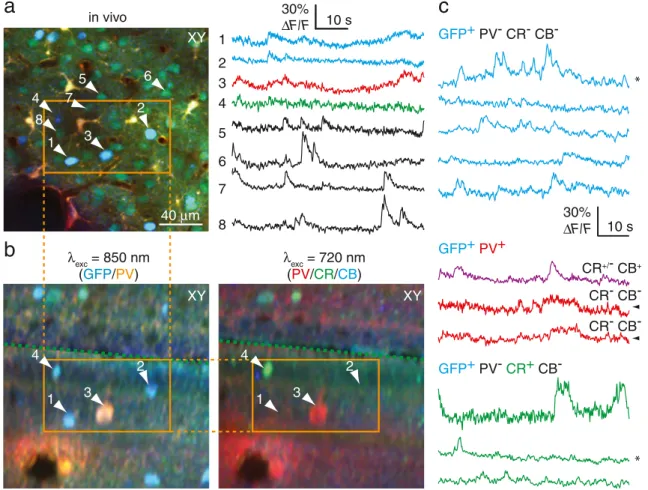 Fig. 6 Post hoc classification of functional in vivo calcium traces from GABAergic interneurons according to their expression profile of calcium-binding proteins