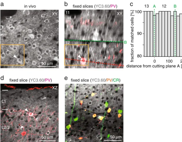 Fig. 7 Post hoc immunostaining of cortical tissue expressing Yellow Cameleon 3.60 (YC3.60)