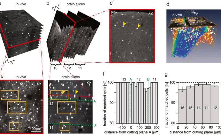 Fig. 4 Identifying the same GABAergic neurons in images acquired in vivo and from fixed tissue slices, respectively