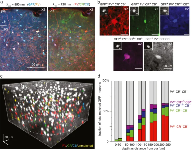 Figure 6a shows example calcium traces measured in vivo from four identified GABAergic neurons as well as four excitatory neurons