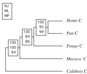 Fig. 3 Bootstrap values of the consensus phylogenetic tree of primate pepsinogens C