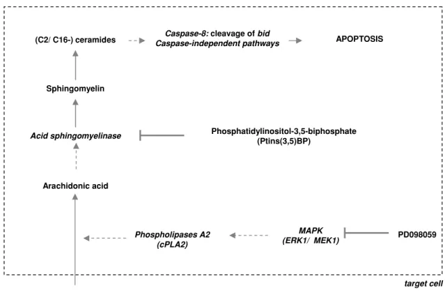 Fig. 7 Proposed mechanism of apoptosis-induction of microparti- microparti-cles in phagocytosing cells by phospholipid-arachidonate-ceramide  re-modeling