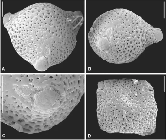 Fig. 3 Pollen grains of Acranthera tomentosa (SEM): a Polar view. Acranthera pollen is generally triangular in shape, spheroidal to subspheroidal and about 18–22 lm in equatorial diameter