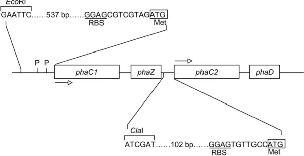 Figure 1. Organization of the pha genes. The scheme 共 not to scale 兲 summarizes the organisation of the pha locus of P
