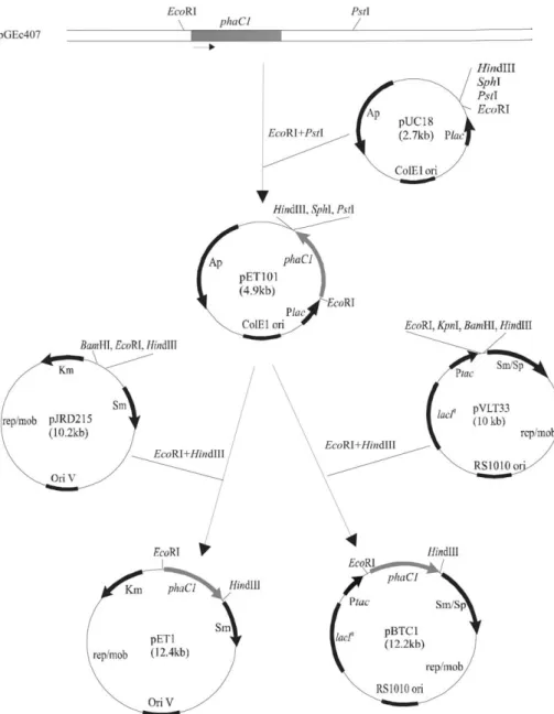 Figure 2. Schematic representation of the strategy to construct plasmids used in this study