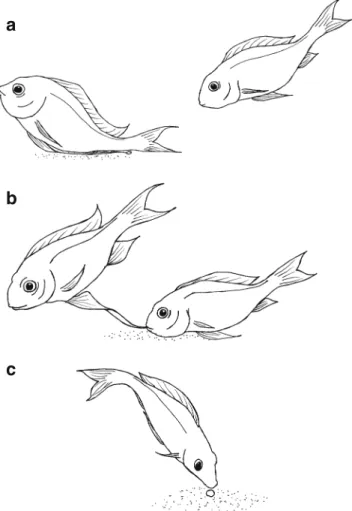 Fig. 1 Spawning bout: a The male presses his genital papilla against the substrate and quivers (probably moment of sperm release); b the male raises some centimetres from the bower and stretches his elongated pelvic fins maximally from the body to display 