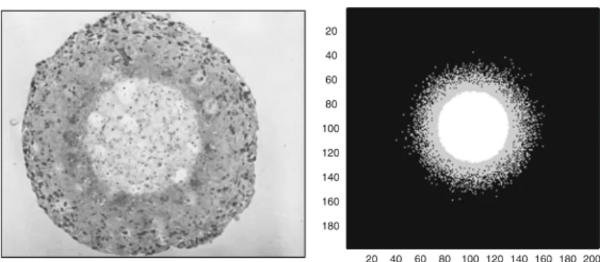 Fig. 6 Left Typical spatio-temporal pattern formation of in vitro tumors (reprinted with permission from Folkman and Hochberg (1973)