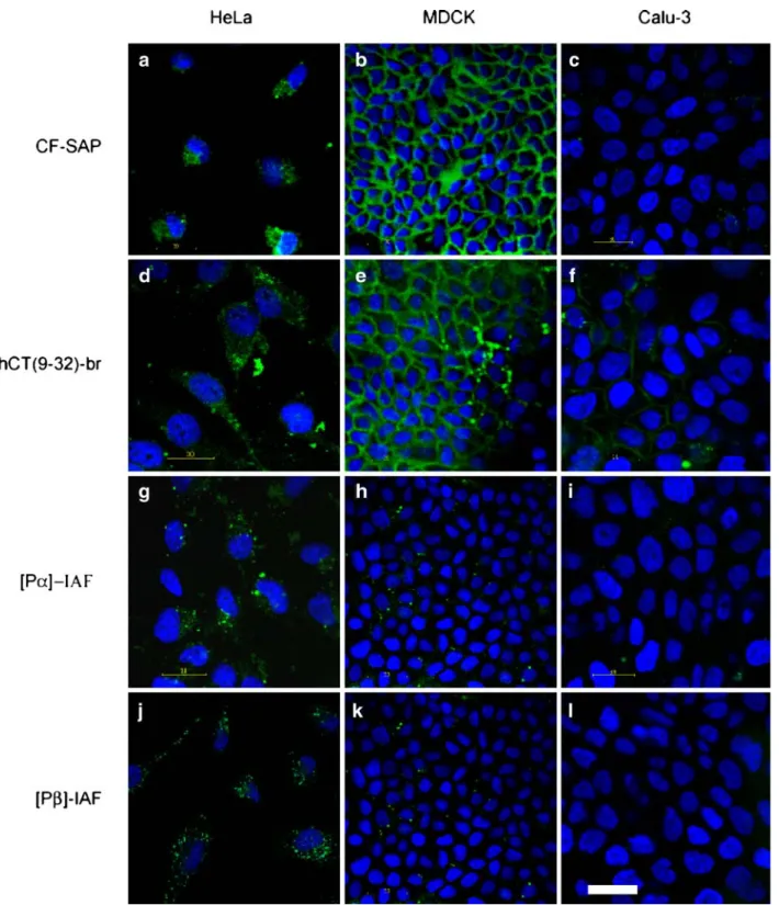 Fig. 2. Translocation of CPPs in epithelial cell models. Each of the cell models, HeLa (a, d, g, j), MDCK (b, e, h, k) and Calu-3 (c, f, i, l), was incubated for 2 h with the investigated CPPs: CF-SAP (a, b, c), CF-hCT(9-32)-br (d, e, f), [P α ]-IAF (g, h,