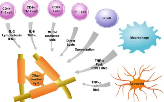 Figure 1 shows a schematic view of these cells and their possible oligodendrocyte harming mediators.